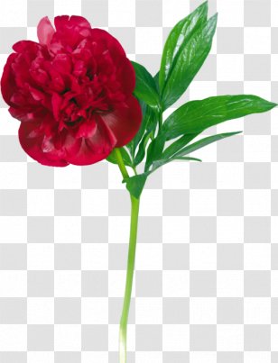 Peony Flower Clip Art - Rosa Centifolia Transparent PNG