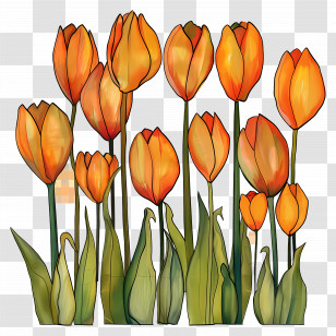 Tulips - Orange Tulips In Bloom Illustration Transparent PNG