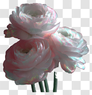 Iridescent Flower - Shimmery Iridescent Peony Trio Transparent PNG