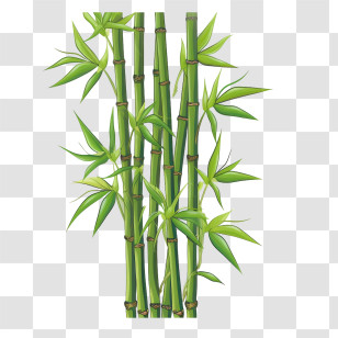 Bamboo - Green Bamboo Stalks With Leaves Transparent PNG