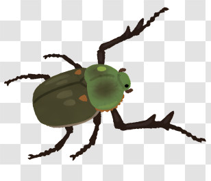 Bug - Detailed Green Beetle Insect Transparent PNG