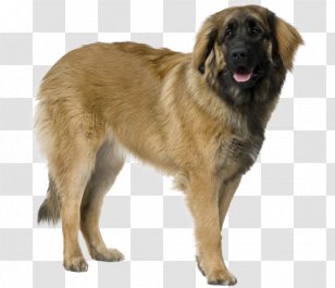 german mountain dog leonberger