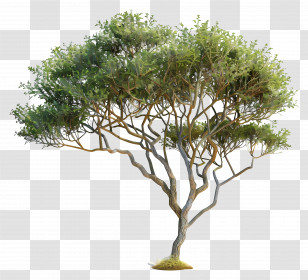 3d Acacia Tree - Green Umbrella Tree With Spreading Branches Transparent PNG