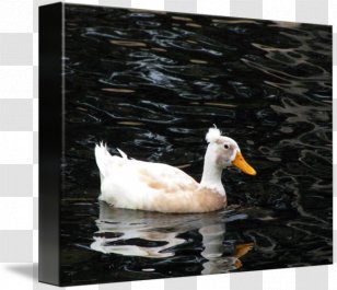 Duck Goose Cygnini Feather Picture Frames - Fauna Transparent PNG