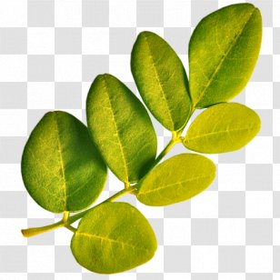 Drumstick Tree Leaf Plant Vitamin A - Article - Tropical Transparent PNG