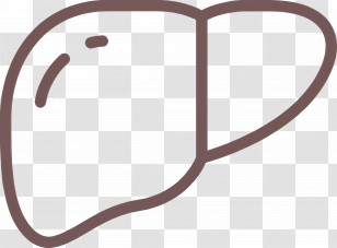 Liver - Simple Liver Shape Drawing In Outline Style Transparent PNG