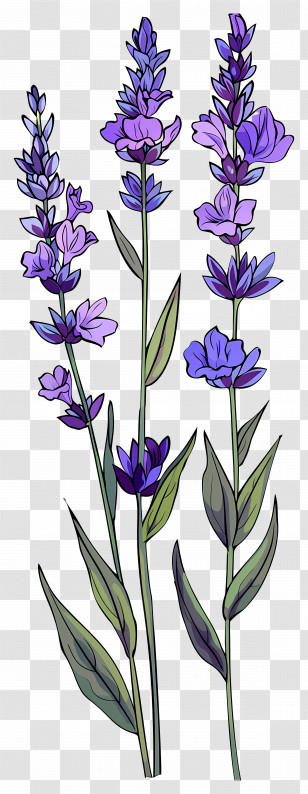 Lavender Flowers - Violet And Lavender Flower Illustration Transparent PNG