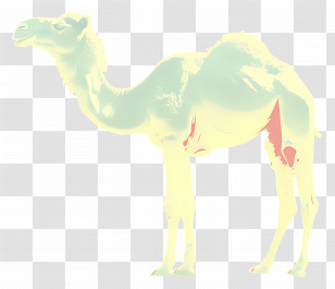 Camel Silhouette - Camel In Desert Illustration Transparent PNG