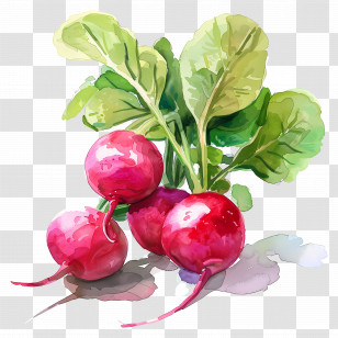 Radishes - Radish Watercolor Illustration For Food Art Transparent PNG
