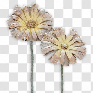 Protea Repens Sugarbushes Transvaal Daisy Cut Flowers Compacta - Klein's Floral And Greenhouses Transparent PNG