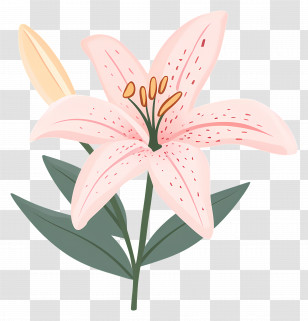 Pink Lily Flower - Pink Lily Flower Illustration Transparent PNG