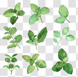 Peppermint - Fresh Mint Leaves Botanical Illustration Transparent PNG