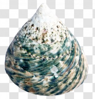 Cockle Seashell - Information - Sea Shell Transparent PNG
