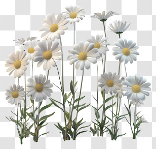 Daisies - Beautiful White Daisies In Bloom Transparent PNG