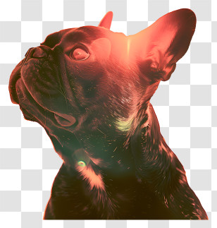 French Bulldog - Red Light French Bulldog Illustration Transparent PNG