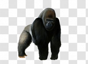 Chimpanzee Clip Art Primate Mountain Gorilla - Ape - Vl Transparent PNG