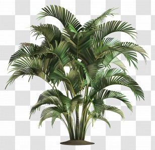Palmera Tree - Tropical Palm Plant For Indoor Decor Transparent PNG
