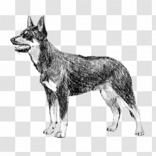 Kunming Wolfdog Czechoslovakian Saarloos Seppala Siberian Sleddog Utonagan - Cattle Dog Transparent PNG