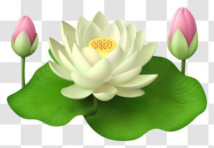 White Water Lily - White Lotus With Buds And Leaves Illustration Transparent PNG