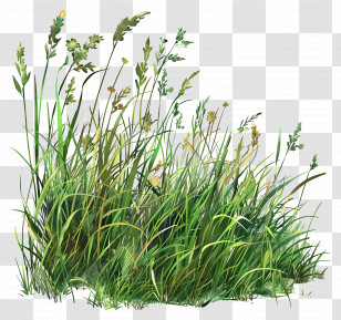 Grass Land - Tall Green Grass In A Vibrant Meadow Transparent PNG