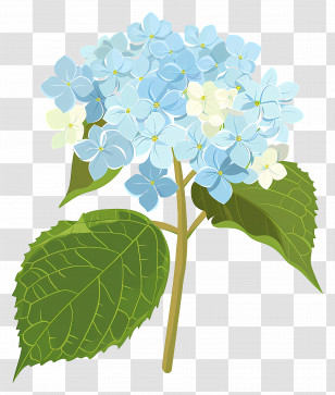Hydrangea Flower - Light Blue Hydrangea Flower Branch Transparent PNG