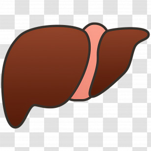 Liver - Human Liver Illustration For Education Transparent PNG
