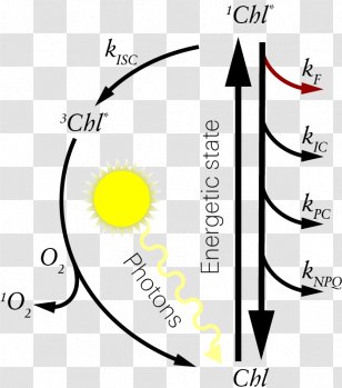 Chlorophyll Fluorescence Singlet State Non-photochemical Quenching - Face Transparent PNG