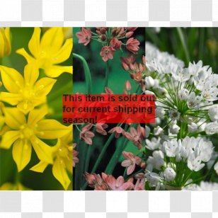 Lily Leek White Garlic Flowering Plant Bulb - Flower Transparent PNG