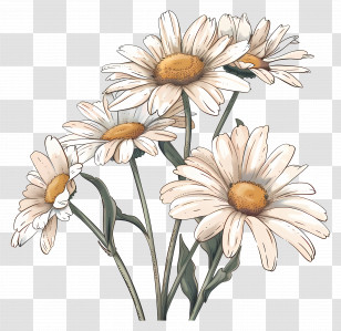 Bunch Of Daisies - Beautiful White Daisy Flowers Illustration Transparent PNG