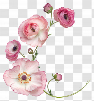 Ranunculus Art - Delicate Pink Flowers In Bloom Transparent PNG