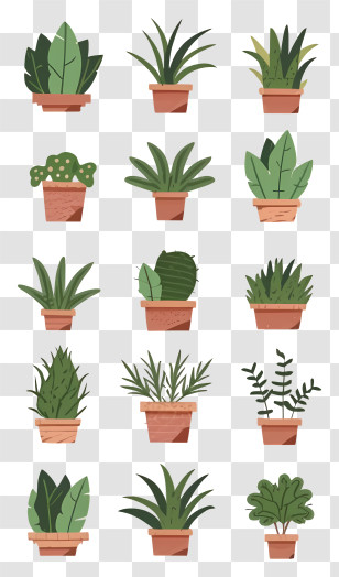 Succulent Plants - Potted Houseplants Variety For Indoor Decor Transparent PNG
