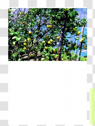Majorelle Garden Blue Flora Vegetation Ecosystem - Organism Transparent PNG