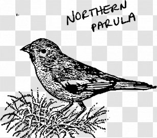 House Sparrow Bird Line Art American Sparrows Northern Parula - Vertebrate Transparent PNG