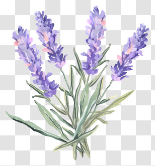 Watercolor Painting - Lavender Flower Illustration Transparent PNG