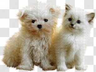 Puppy Pomeranian Kitten Cat Maltese Dog Transparent PNG