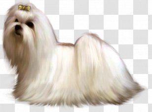 Maltese Dog Bolonka Havanese Little Lion Shih Tzu - Carnivoran Transparent PNG