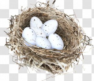 Bird - Yandex Search - Nest Transparent PNG