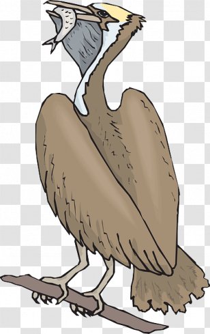 Clip Art Bird Pelican Fish Eating - Artwork - Food Animal Transparent PNG