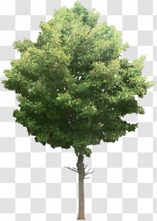 Tree English Walnut Oak Desktop Wallpaper Stock Photography - Mango Transparent PNG