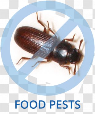 Tricity Pest Control Cockroach Beetle - Arthropod Transparent PNG