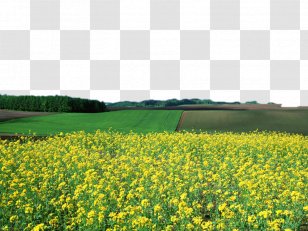 CO-OP Super Market Flower Landscape Rapeseed - Yellow - Canola Field Image Transparent PNG
