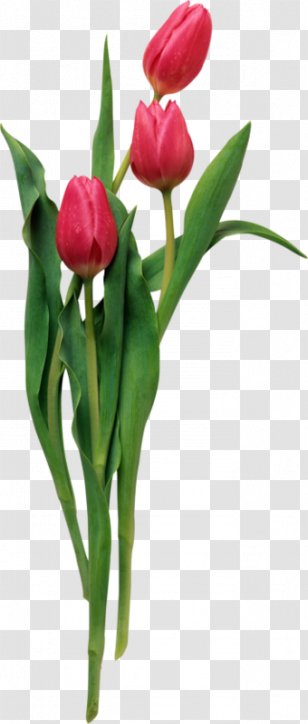 Animation Flower - World Wide Web - Antique Decorative Accessories Cartoon Creative Transparent PNG