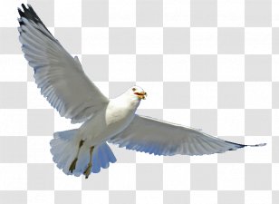Gulls Bird Parrot Beak Feather - Wing Transparent PNG