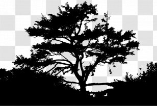 Silhouette Nature Photography Landscape - Woody Plant Transparent PNG