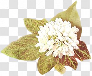 Flowers Background - Brooch - Magnolia Mock Orange Transparent PNG