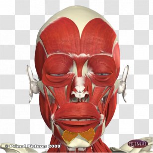 The Anatomy Lesson Of Dr. Nicolaes Tulp Botulinum Toxin Facial Muscles - Muscle Transparent PNG