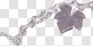 Drawing Vine Terroir Cambria Winery Sketch - Santa Maria - Whisperer In Darkness Transparent PNG