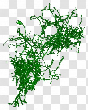 Leaf Plant Stem Line Font - Tree - Segmentation Transparent PNG