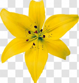Unfolding Self: The Practice Of Psychosynthesis Psychosynthesis: A Psychology Spirit Growing Whole: Self-Realization For Great Turning - Flowering Plant - Flower Yellow Transparent PNG