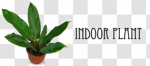 Pratima Nursery Gardening Fruit Tree - Houseplant - Indoor Transparent PNG